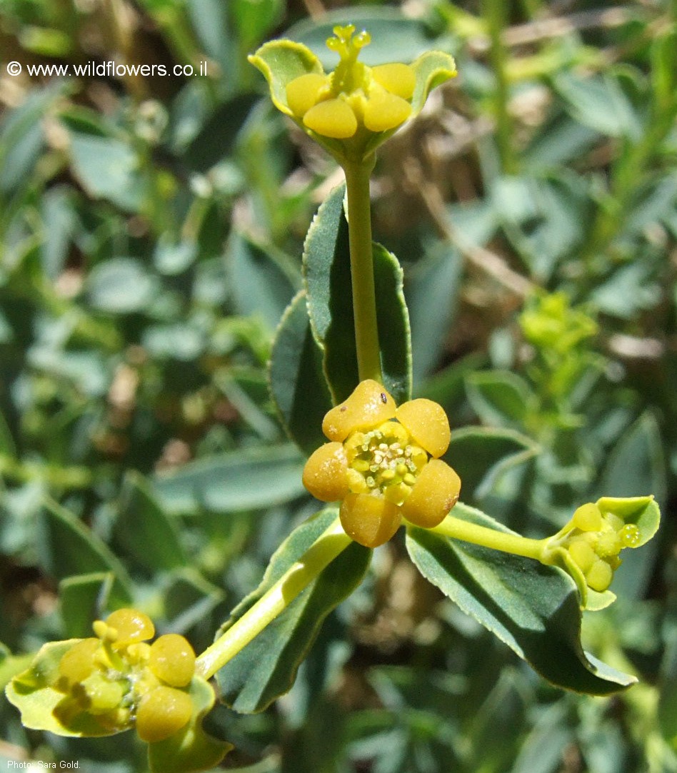 Euphorbia erinacea